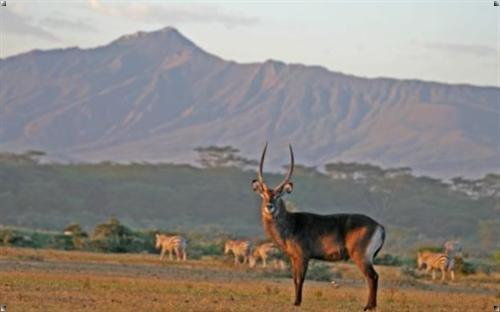 狂野肯尼亚10天与野生动物零距离(卡塔尔航空；重庆起止)