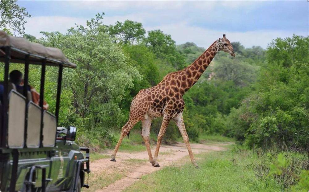 南非双骄·南非克鲁格国窖公园花园大道12日游(全天克鲁格公园敞篷车safari)