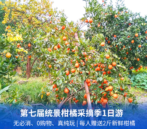 第七届统景柑橘采摘季1日游(无必消、0购物、真纯玩)